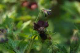 Geranium phaeum 'Samobor'  bestellen